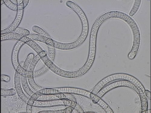 Arthrospira fusiformis