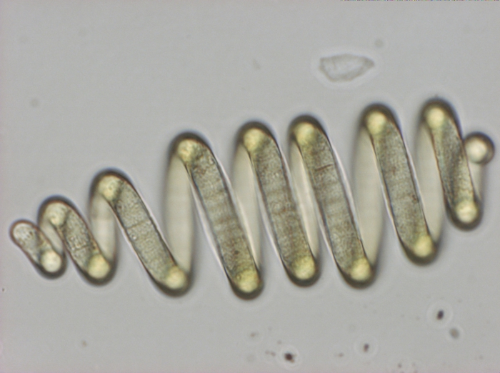 Arthrospira fusiformis Arthrospira fusiformis