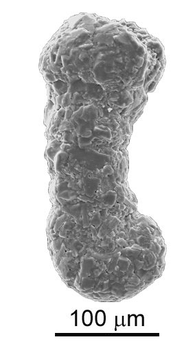 Ammobaculites exiguus Cushman & Brönnimann, 1948