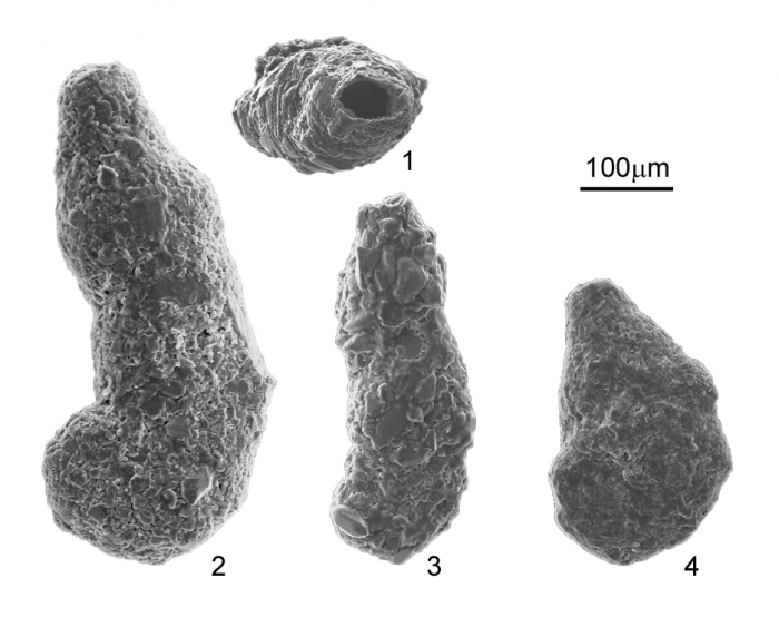 Ammotium salsum (Cushman & Brönnimann, 1948) Ammotium salsum (Cushman & Brönnimann, 1948)