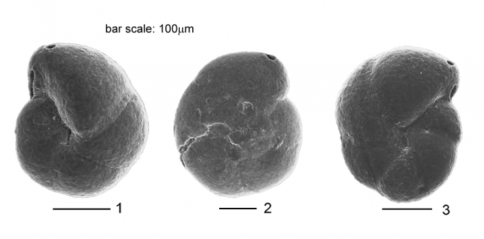 Arenoparrella mexicana (Kornfeld, 1931)