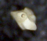 Quinqueloculina lamarckiana d'Orbigny. Malorca, Sa Coma.
