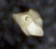 Quinqueloculina lamarckiana d'Orbigny. Malorca, Sa Coma. Quinqueloculina lamarckiana d'Orbigny. Malorca, Sa Coma.