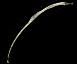 Syngnathus fuscus larvae