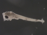Merluccius bilinearis larvae