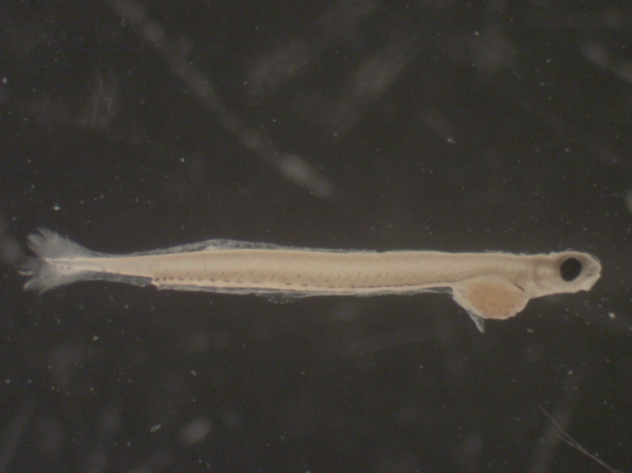 Alosa sapidissima larvae