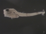 Merluccius bilinearis larvae