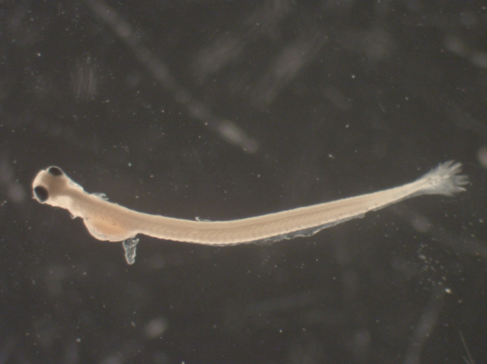 Alosa sapidissima larvae Alosa sapidissima larvae