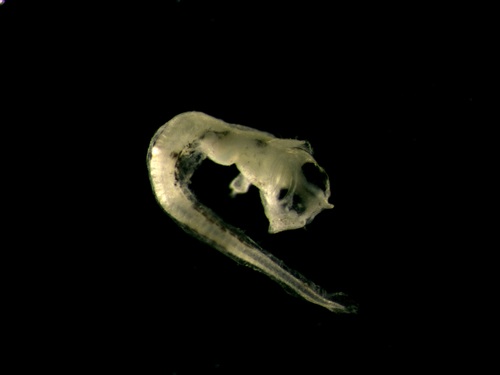 Gadus morhua larvae