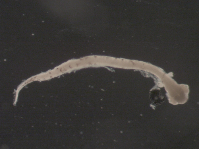 Hippoglossoides platessoides larvae Hippoglossoides platessoides larvae