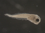 Liparis atlanticus larvae, author: Rogers, Katie Anne