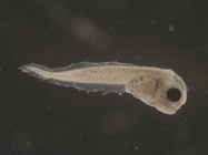 Liparis atlanticus larvae