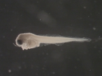 Liparis inquilinus larvae