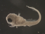 Liparis atlanticus larvae