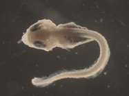 Myoxocephalus aenaeus larvae