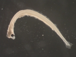Osmerus mordax larvae
