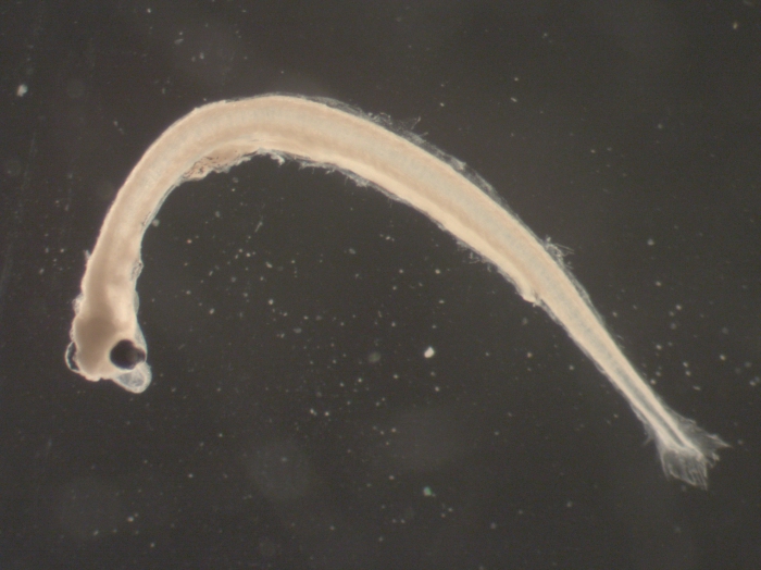 Osmerus mordax larvae Osmerus mordax larvae