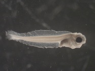 Myoxocephalus octodecemspinosis larvae