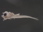 Peprilus triacanthus larvae