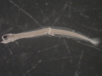 Pholis gunnellus larvae