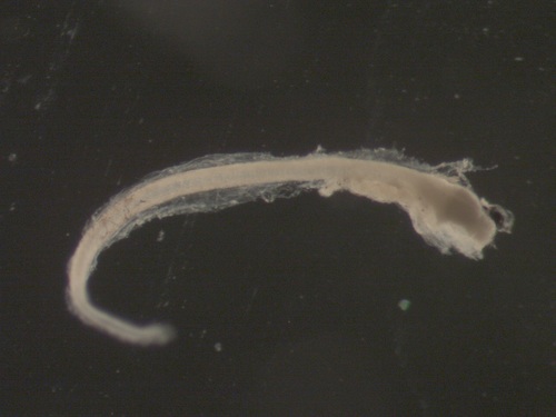 Pseudopleuronectes americanus larvae