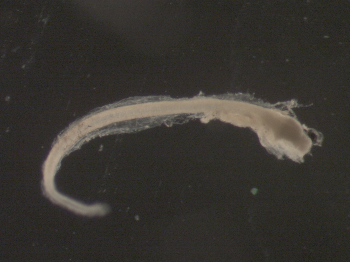 Pseudopleuronectes americanus larvae