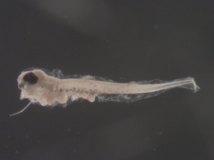 Scophthalmus aquosus larvae Scophthalmus aquosus larvae