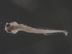 Scophthalmus aquosus larvae
