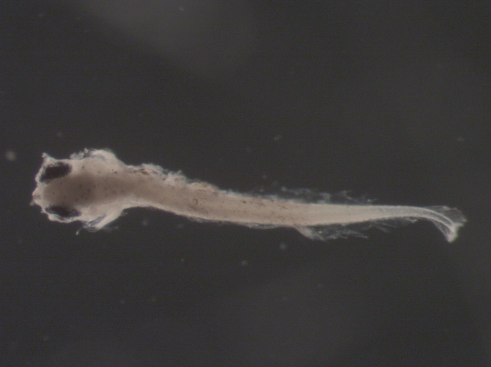 Scophthalmus aquosus larvae Scophthalmus aquosus larvae