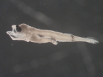 Tautogolabrus adspersus larvae