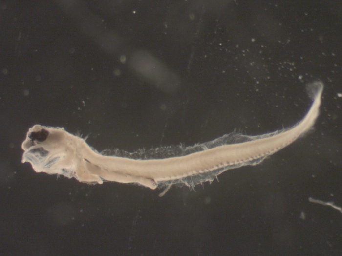 Ulvaria subbifurcata larvae