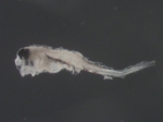 Urophycis sp larvae