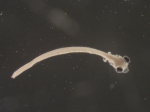 Alosa sp larvae