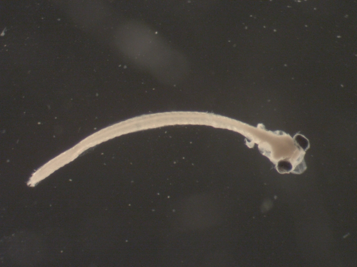 Alosa sp larvae Alosa sp larvae