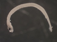 Clupea harengus larvae