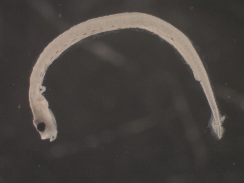 Clupea harengus larvae