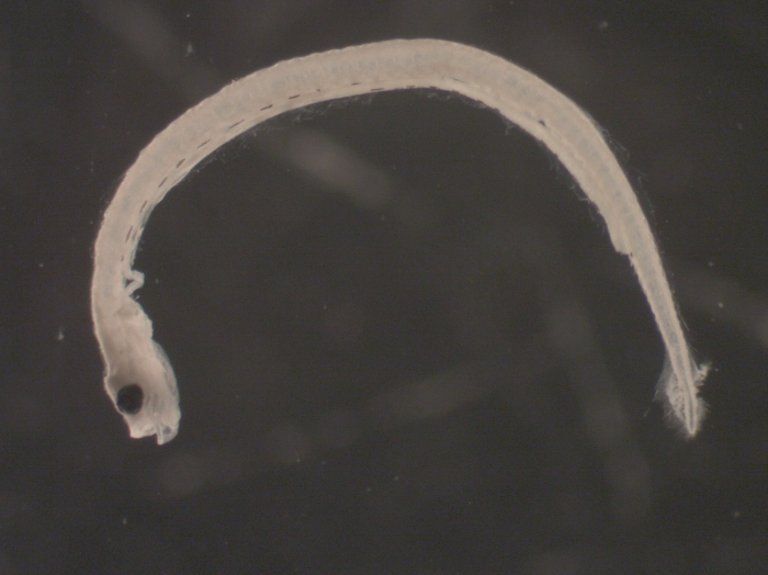 Clupea harengus larvae Clupea harengus larvae