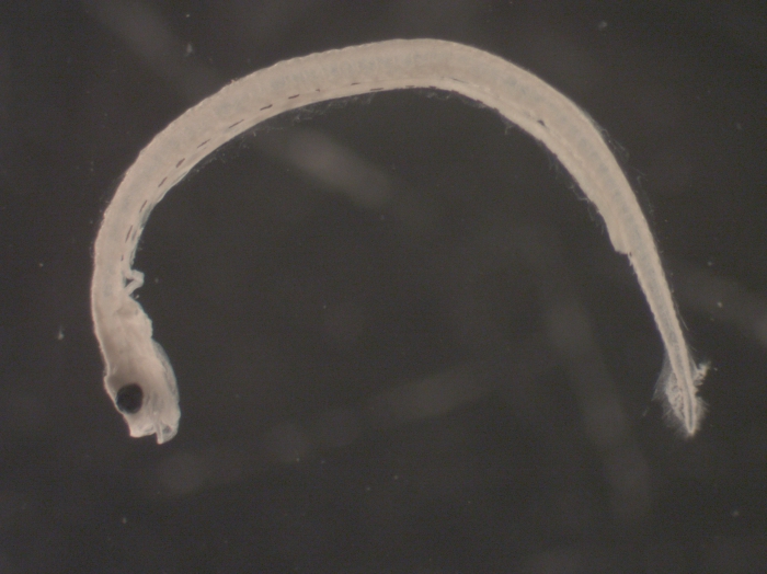 Clupea harengus larvae