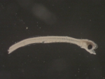 Alosa sp larvae