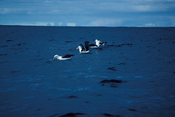 Black-Browed Albatross03