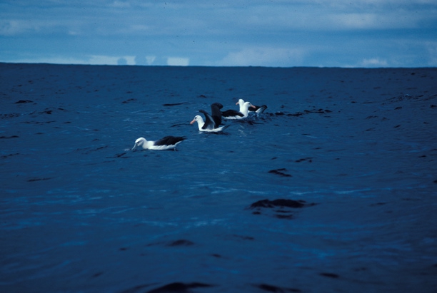 Black-Browed Albatross03 Black-Browed Albatross03