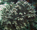 Anthozoa