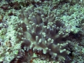 Anthozoa