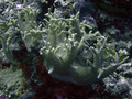 Anthozoa