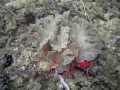 Anthozoa