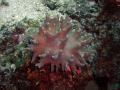 Anthozoa