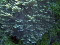 Anthozoa