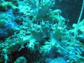 Anthozoa