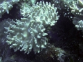 Anthozoa