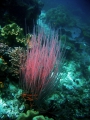 Anthozoa